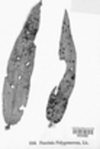 Puccinia polygonorum image